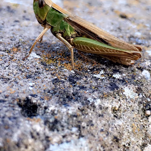 Cryptokid9 Collection