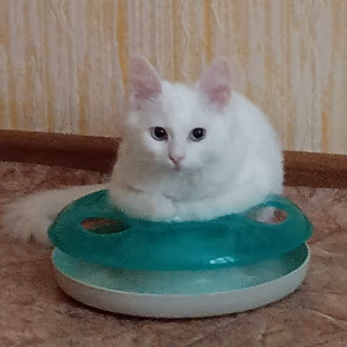 Item #763224073280193224173041358155125596503139434424356380946212166257690542081 Media