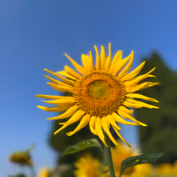 夏花