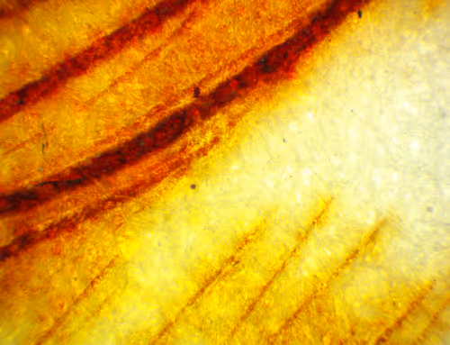 Item #71646257518770613568983710813551014237803002136866425209291834287977842868225 Media