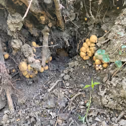 unknown mushrooms
