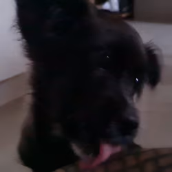 lick