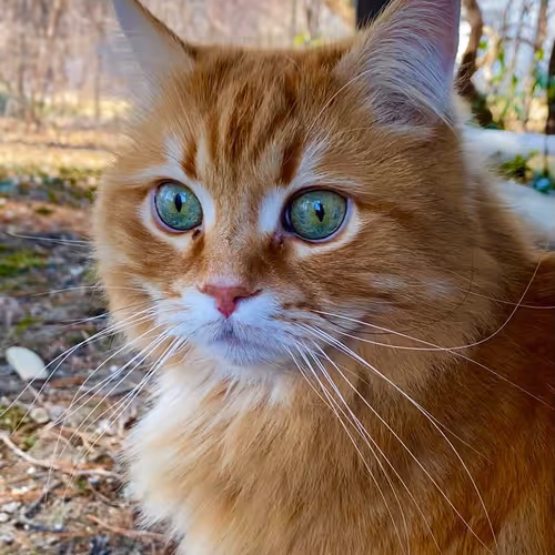 Orange Tabby Siberian Cat