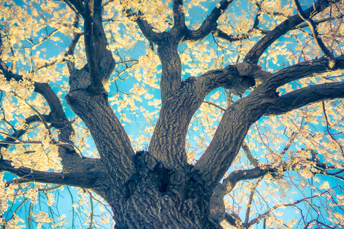 Item #87724672545568216492349628543176573267958151988335217142690977298227180601345 Media