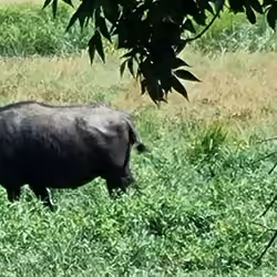 Water buffalo reservation in Kapolnapuszta, in Hungary #19