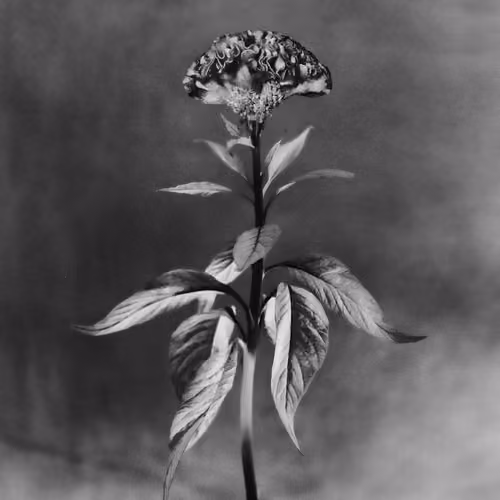 Anthos #40 - Celosia