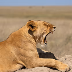 Roar of the lion.