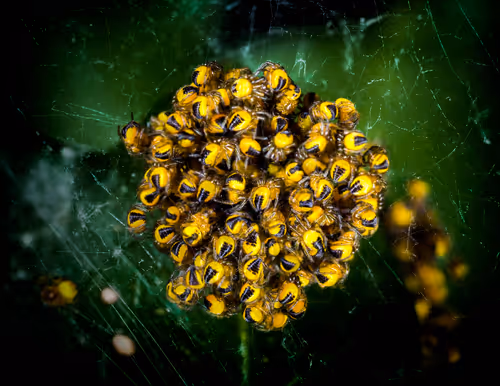 Item #39429723732328753597162802523214725559746815112814606355756412607626058137601 Media