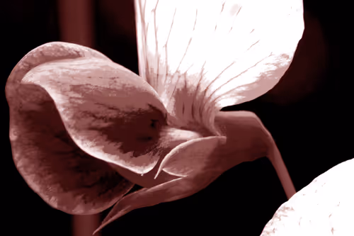 Item #75558847480834475589894544577286849716177740925840004778985263555657401892865 Media