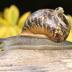 The Snail