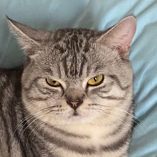 Bufficat