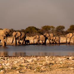 Elephant Family