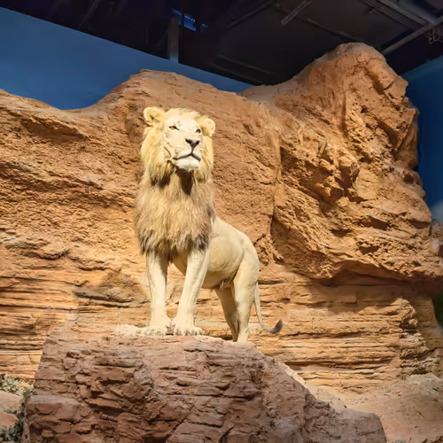 HASHLIONS