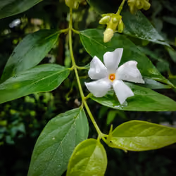 Night Jasmine