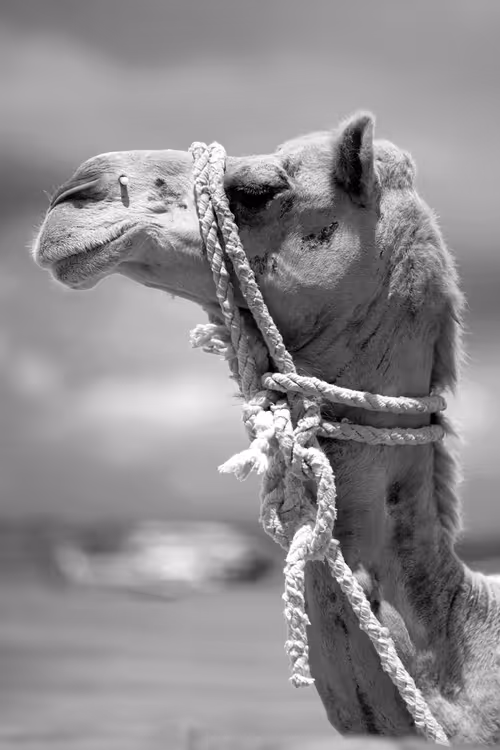 Item #97299197670576688169135242576959850036431919373710156993917717245614419345409 Media