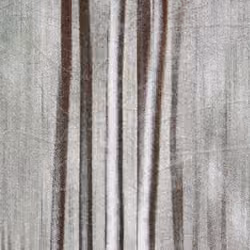 Tree and human