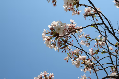 Item #82128306357763875677992979084533453962815137074133455862851432428614950322177 Media