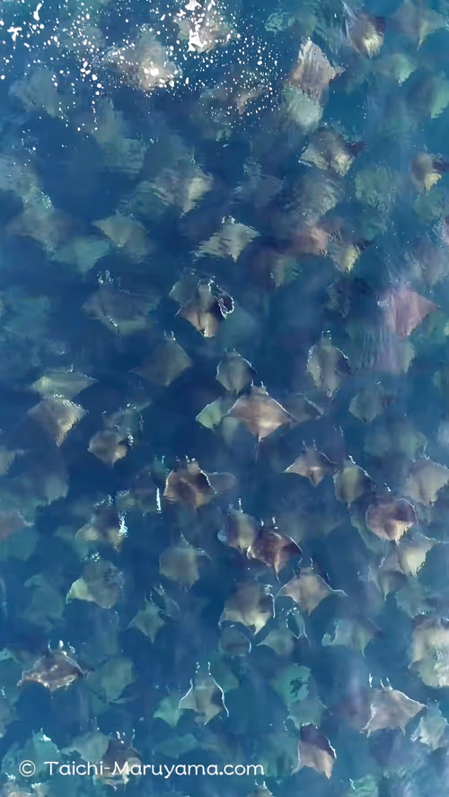 Item #61113597711829508019705348607354266595254896620371709928421355938510891122689 Media