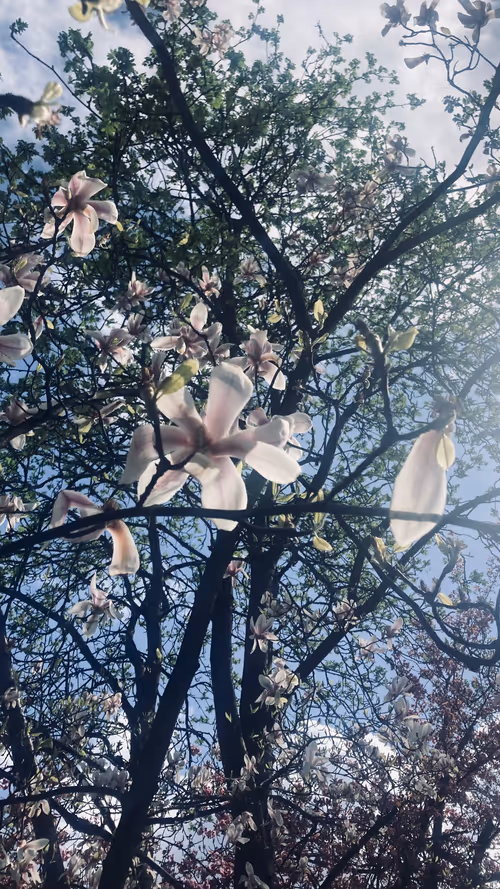 Item #44198016754664864532824876711496212852933772128405140687703244352989467508737 Media