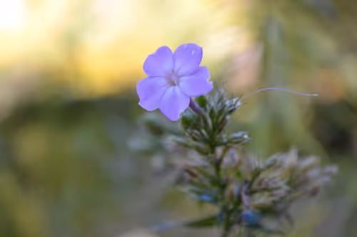 Item #78759855267669757072701224294171613718946034008137005967382106870872318935050 Media