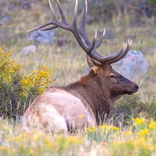 Balance #37 Elk