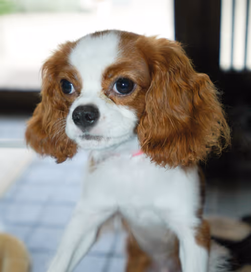 Item #52268251609148313723694636350380869011371331496130941392669189969934194573313 Media