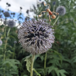 NFT in the Wild #29 - Nov 2021