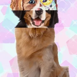 IDOG#00051