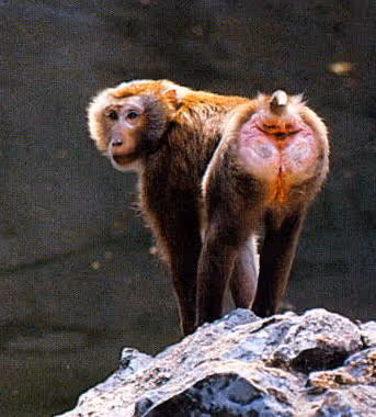 Macaca nemestrina
