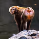 Macaca nemestrina