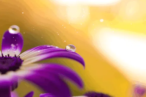 Item #31900271073354632832991890429912638653086322620126594410230774039213550600193 Media