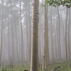 Mind in a fog