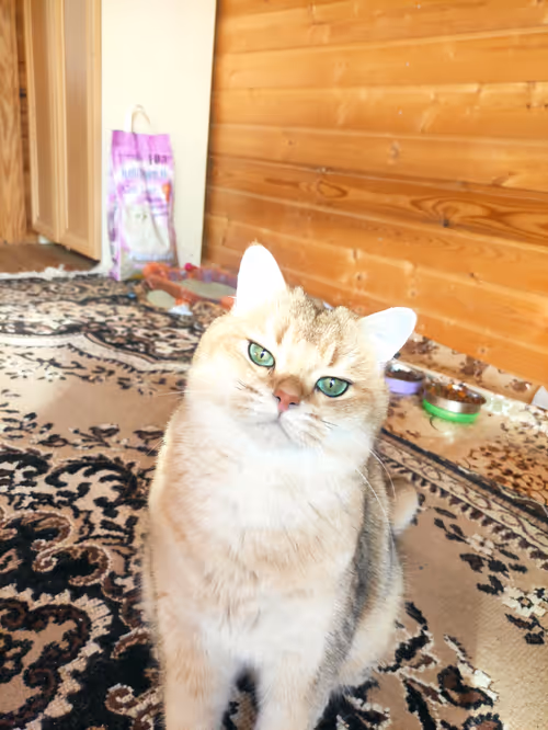 Item #46348599472569713654731178302084384440561957905567404983387339771263326355457 Media