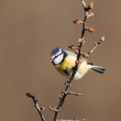 Blue tit