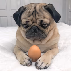 Pug Lyfe 016