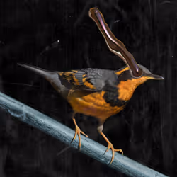 Varied_Thrush_Glitch_1