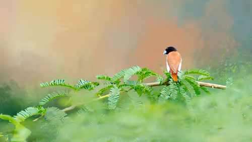 Item #20879904977050231781978559907445915739532146362246903749837269849037193871361 Media