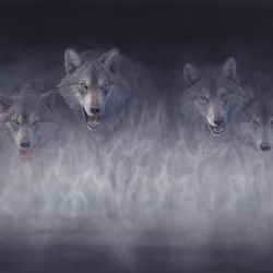 Silver Mist