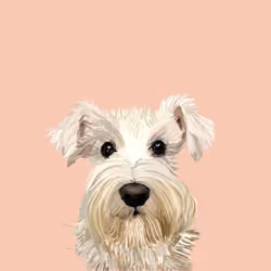 Evie the mini Schnauzer #1