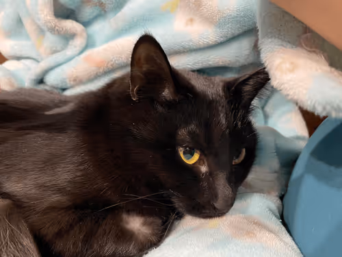 Item #57432309319676179700798702069366385585354272226932054472084541751719381434369 Media