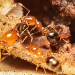 Ant Squad
