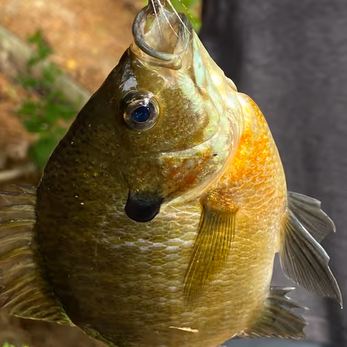 NFT-Fish