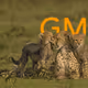 Wild Wonders