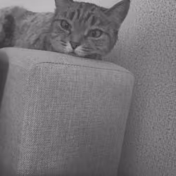 If animals could speak...M