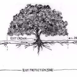 Root Protection Zone