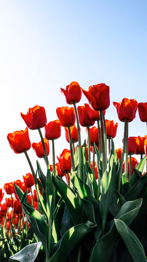 Item #3461261320663593426900354360876375017663922749216533272399435671914864967681 Media