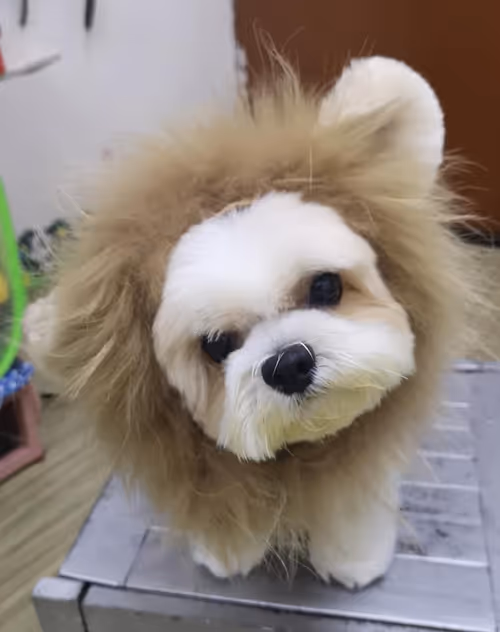 Item #21607923784025543658024067331009769919395041958272689574271021116663342825473 Media