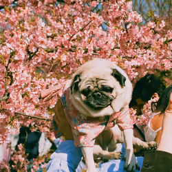 春 ・ Sakura Pug