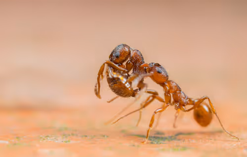 Item #11893448461842202167923125391346137616384292588036434545660885334145424687105 Media