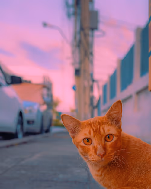 Item #105025572156970423279806083631740089086586526732791604564462752011002463649793 Media